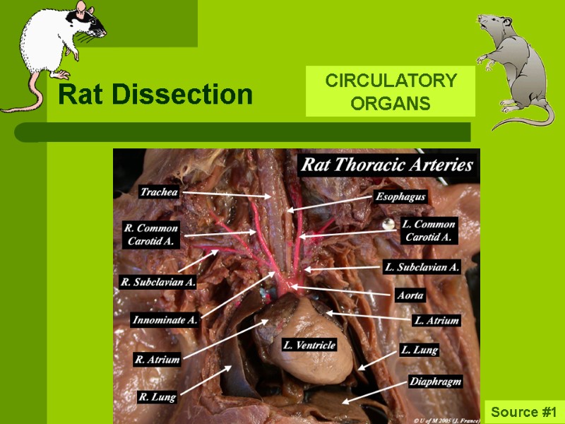 Rat Dissection CIRCULATORY ORGANS  Source #1